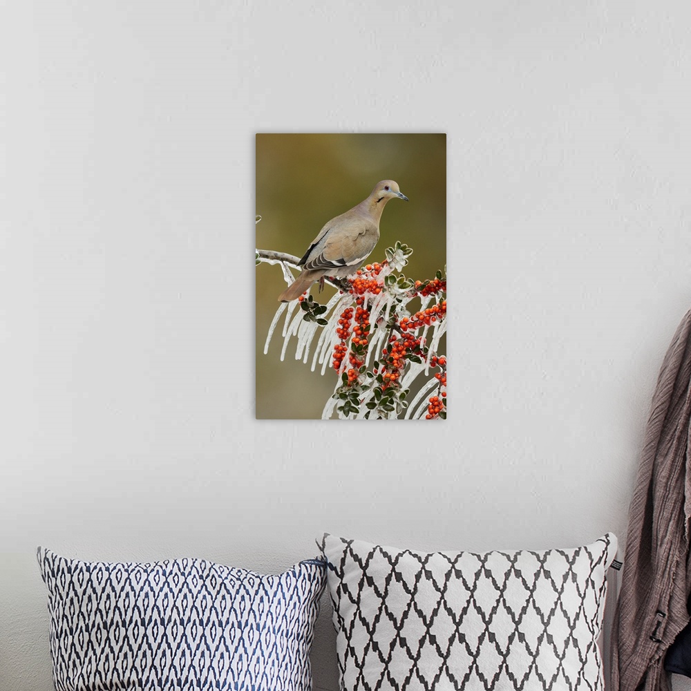 A bohemian room featuring White-winged Dove (Zenaida asiatica), adult perched on icy branch of Yaupon Holly (Ilex vomitoria...