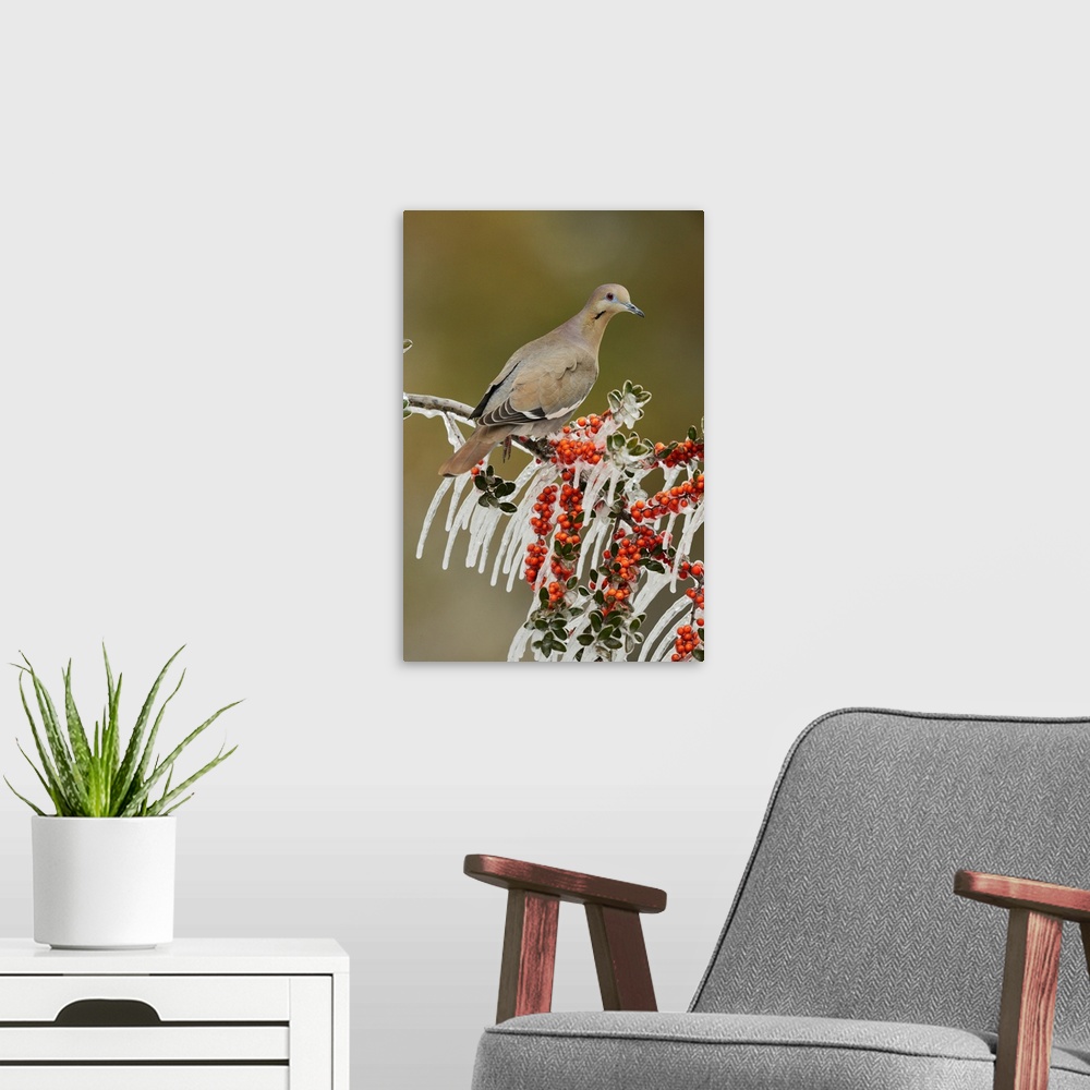 A modern room featuring White-winged Dove (Zenaida asiatica), adult perched on icy branch of Yaupon Holly (Ilex vomitoria...