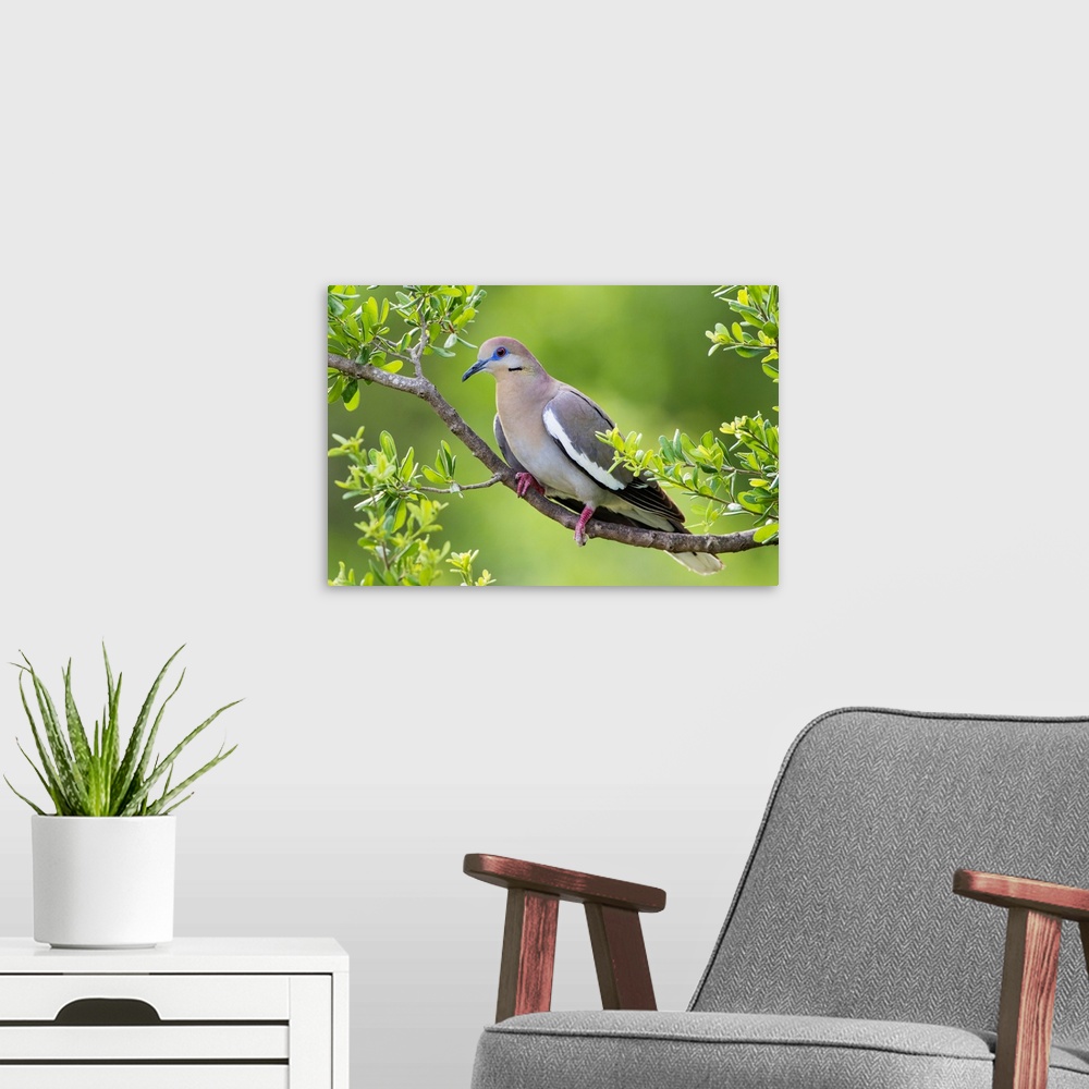 A modern room featuring White-winged Dove (Zenaida asiatica) perched in tree