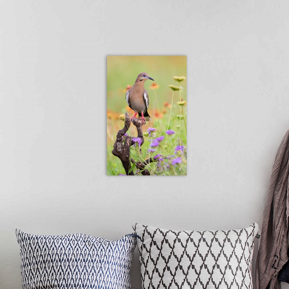 A bohemian room featuring White-winged Dove (Zenaida asiatica) perched in wildflowers