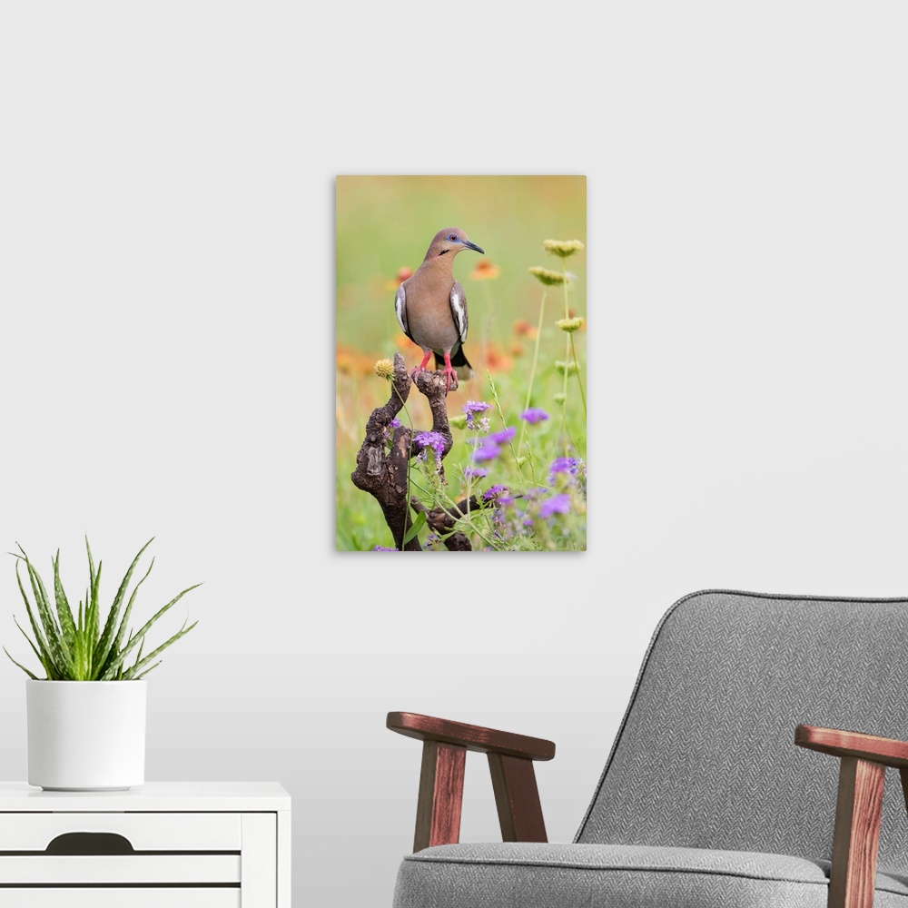 A modern room featuring White-winged Dove (Zenaida asiatica) perched in wildflowers
