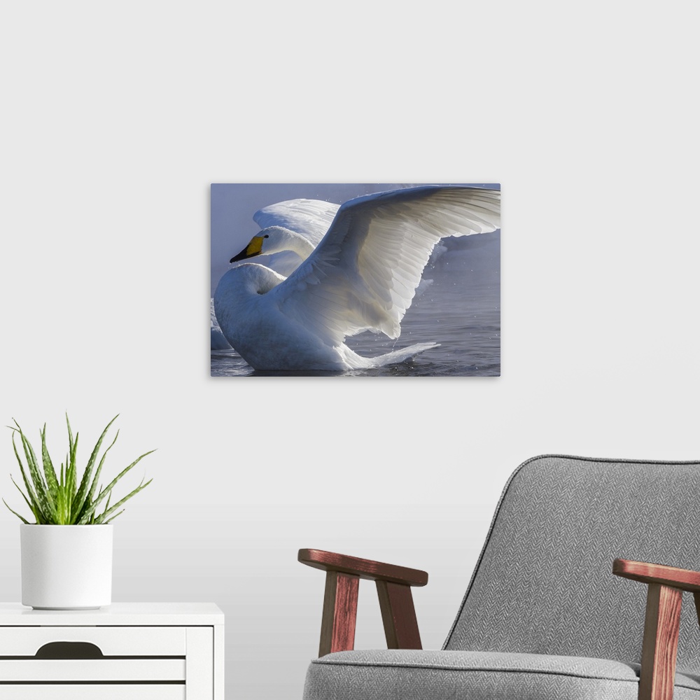 A modern room featuring Whooper swan, Hokkaido Island, Japan