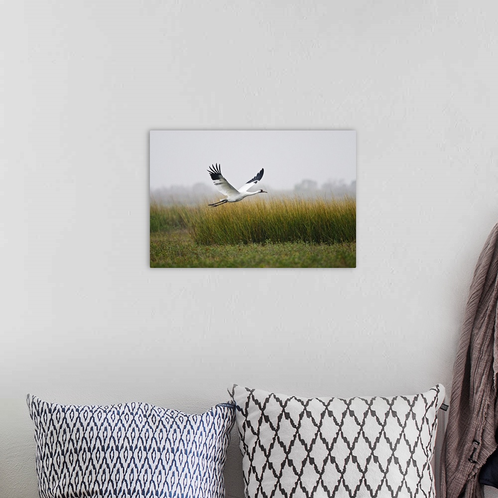 A bohemian room featuring Whooping Crane (Grus americana) endangered species, flying over salt marsh at Aransas National Wi...