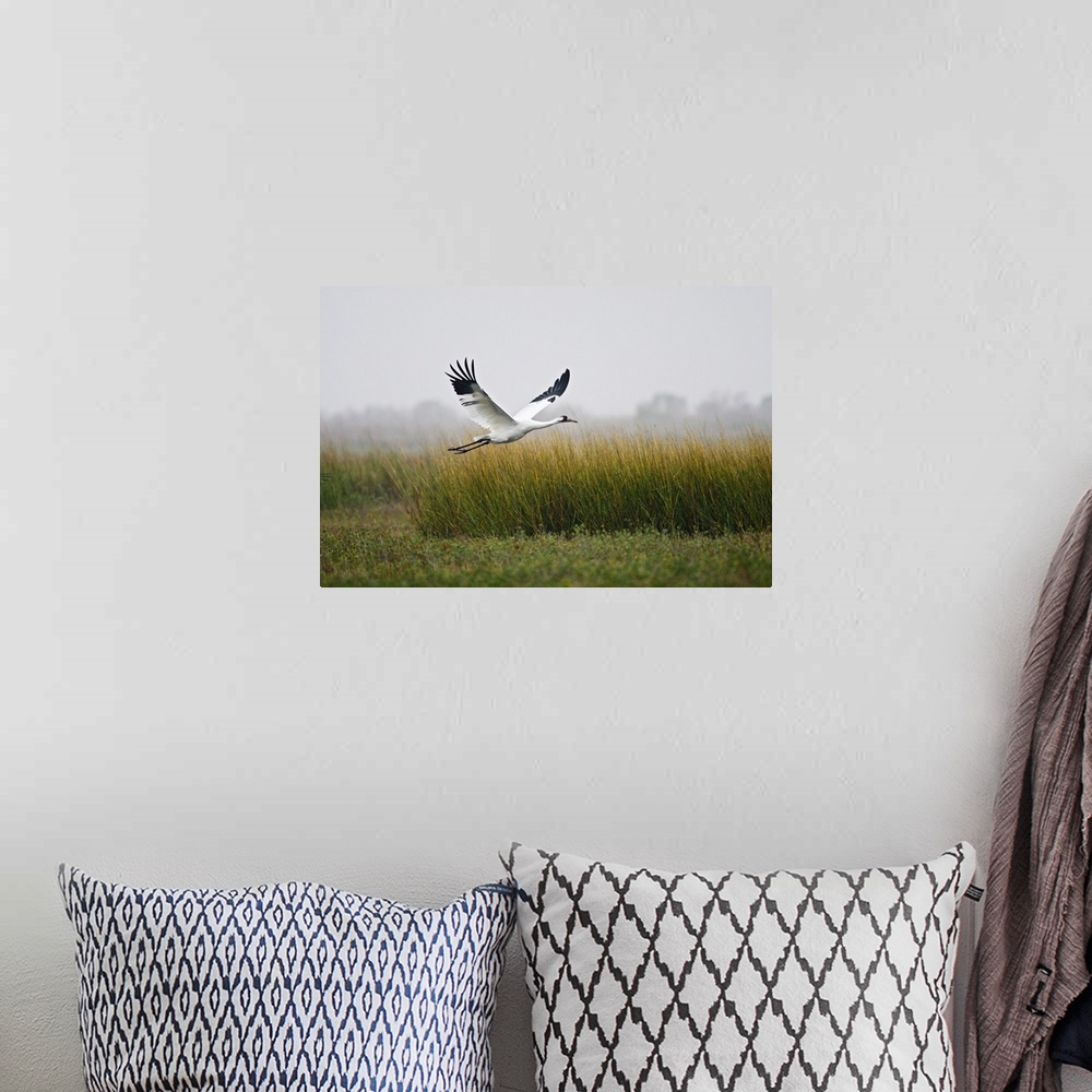 A bohemian room featuring Whooping Crane (Grus americana) endangered species, flying over salt marsh at Aransas National Wi...