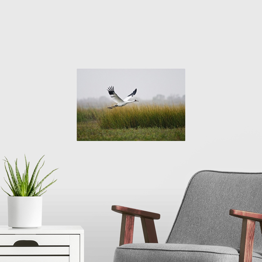 A modern room featuring Whooping Crane (Grus americana) endangered species, flying over salt marsh at Aransas National Wi...