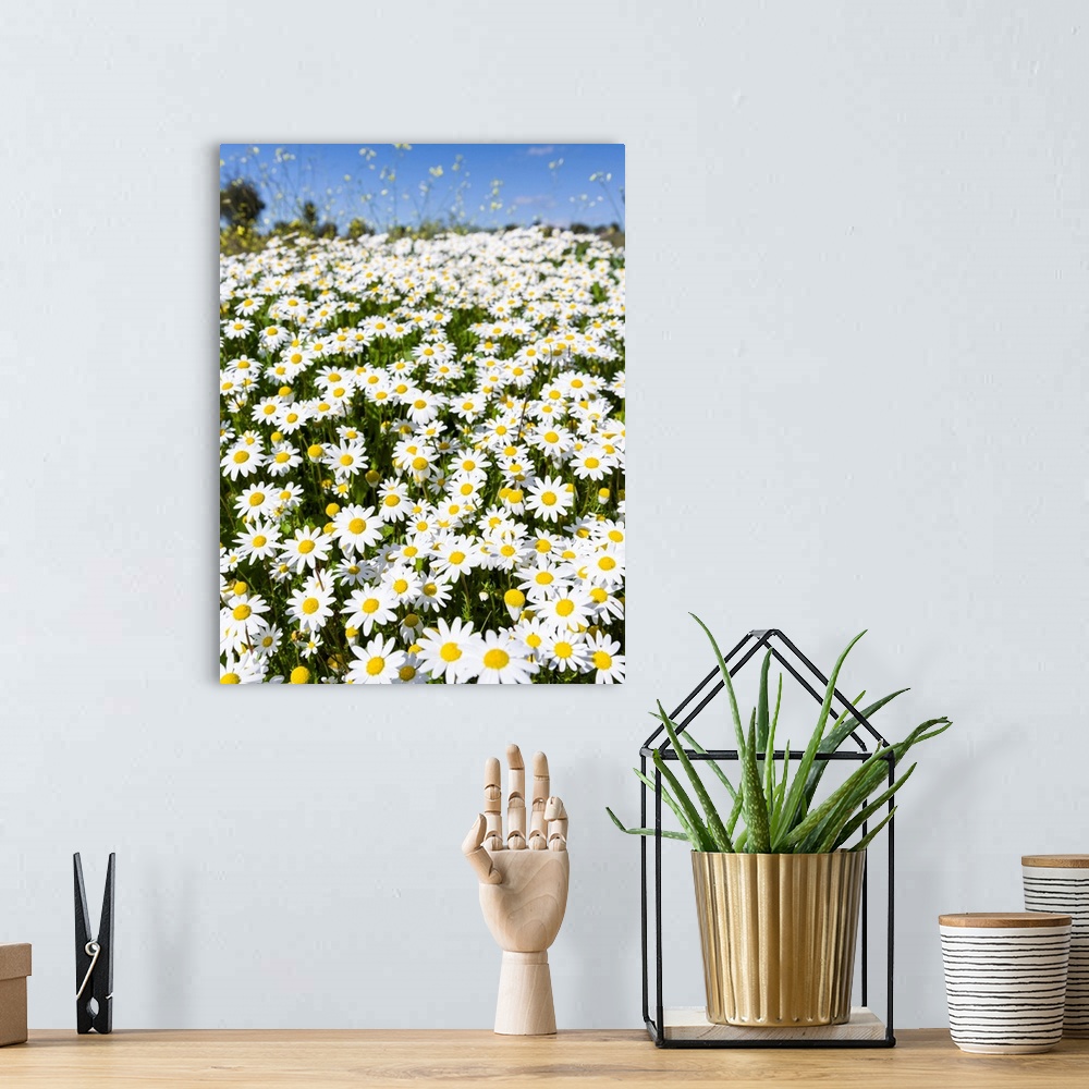 A bohemian room featuring Scentless false mayweed (scentless mayweed, scentless chamomile, wild chamomile, mayweed, false c...