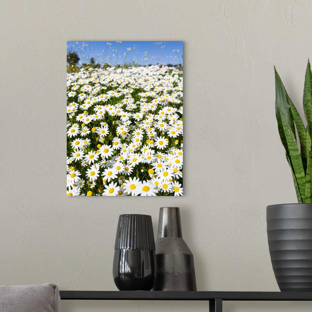A modern room featuring Scentless false mayweed (scentless mayweed, scentless chamomile, wild chamomile, mayweed, false c...