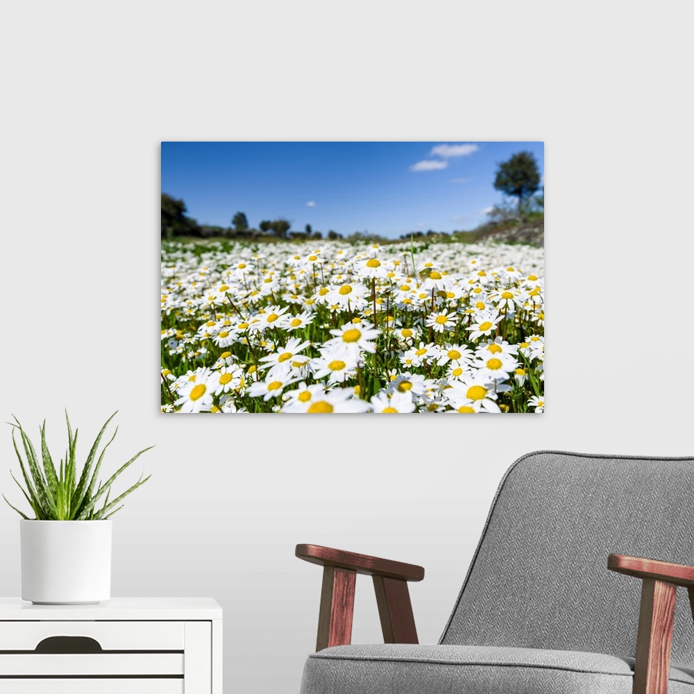 A modern room featuring Scentless false mayweed (scentless mayweed, scentless chamomile, wild chamomile, mayweed, false c...