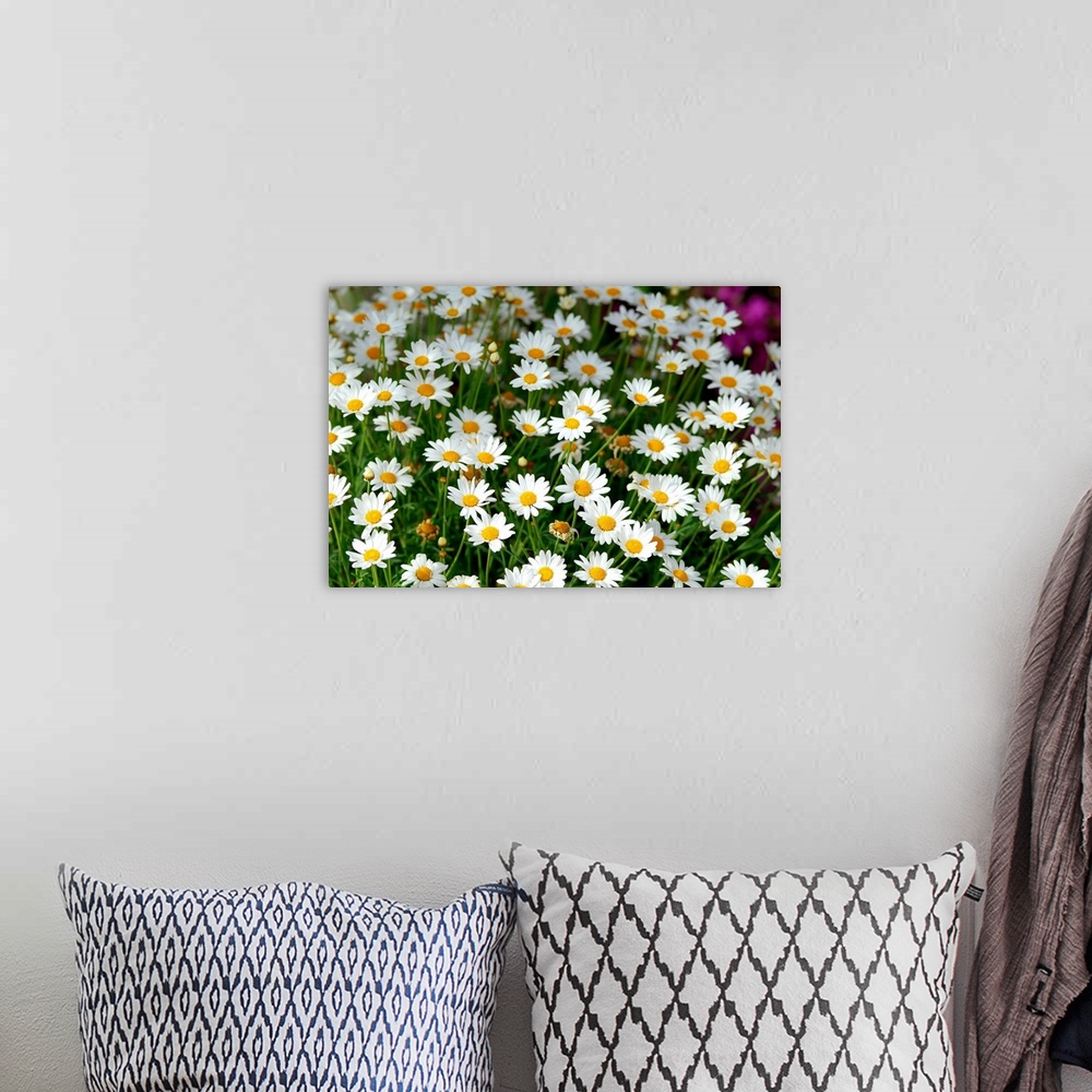 A bohemian room featuring Wild daisies (Argirantemum fruit).