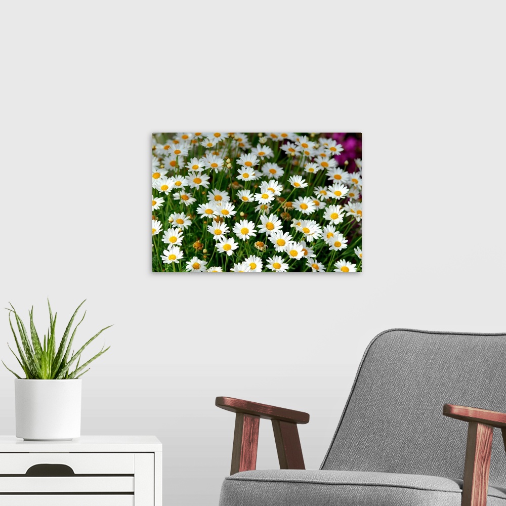 A modern room featuring Wild daisies (Argirantemum fruit).
