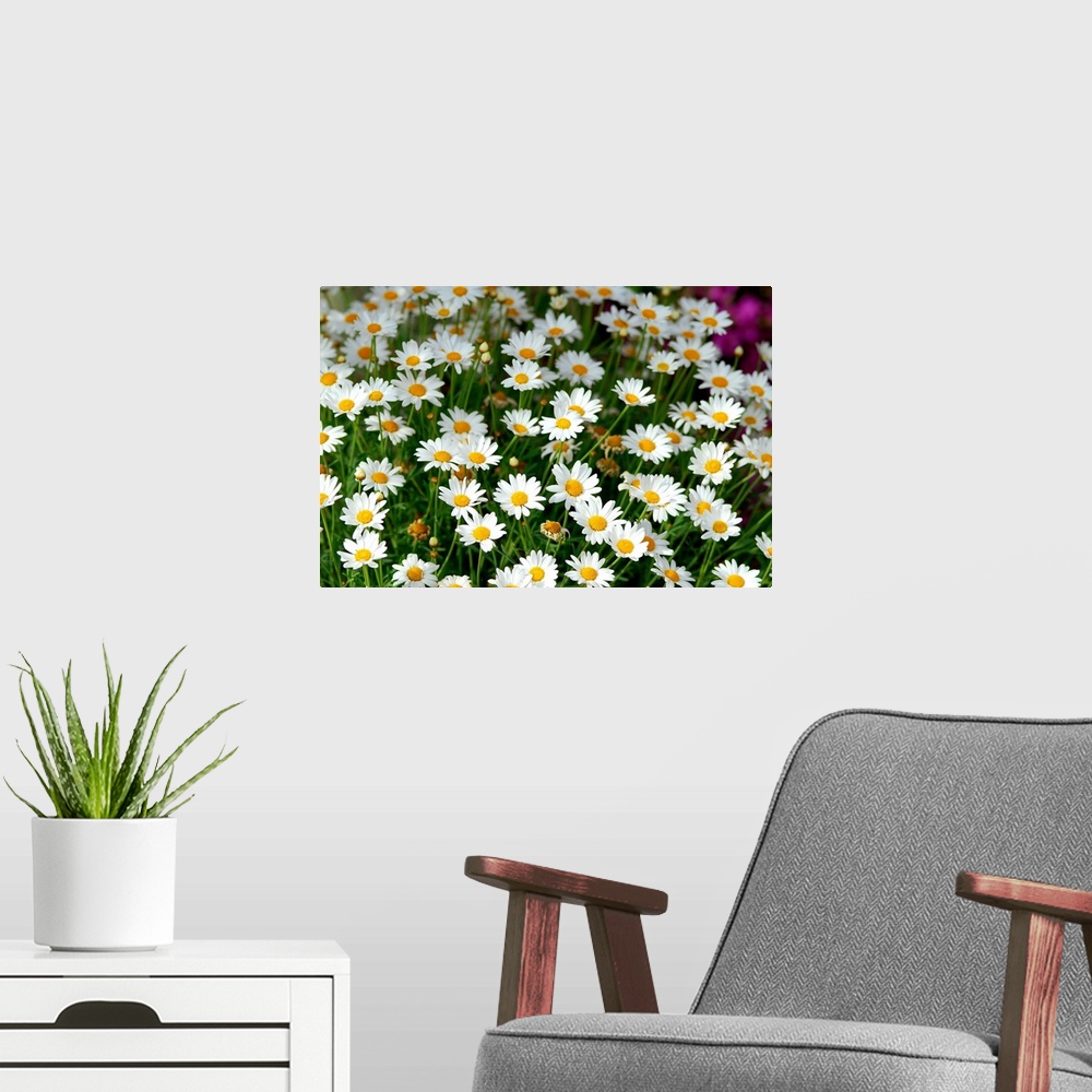 A modern room featuring Wild daisies (Argirantemum fruit).