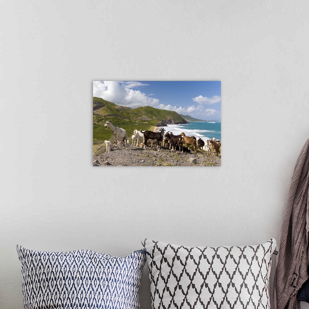 A bohemian room featuring Wild goat herd overlooking Frigate Bay, southeast peninsula, St Kitts, Caribbean.