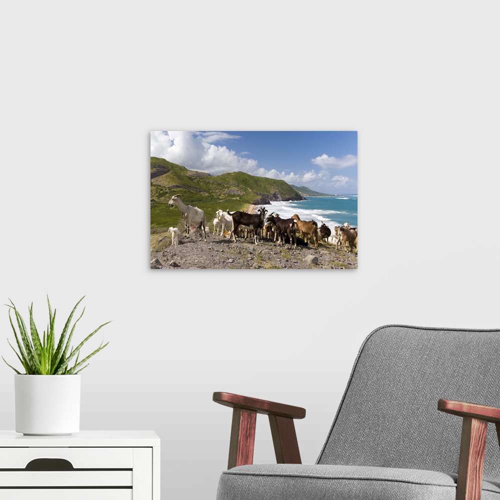 A modern room featuring Wild goat herd overlooking Frigate Bay, southeast peninsula, St Kitts, Caribbean.