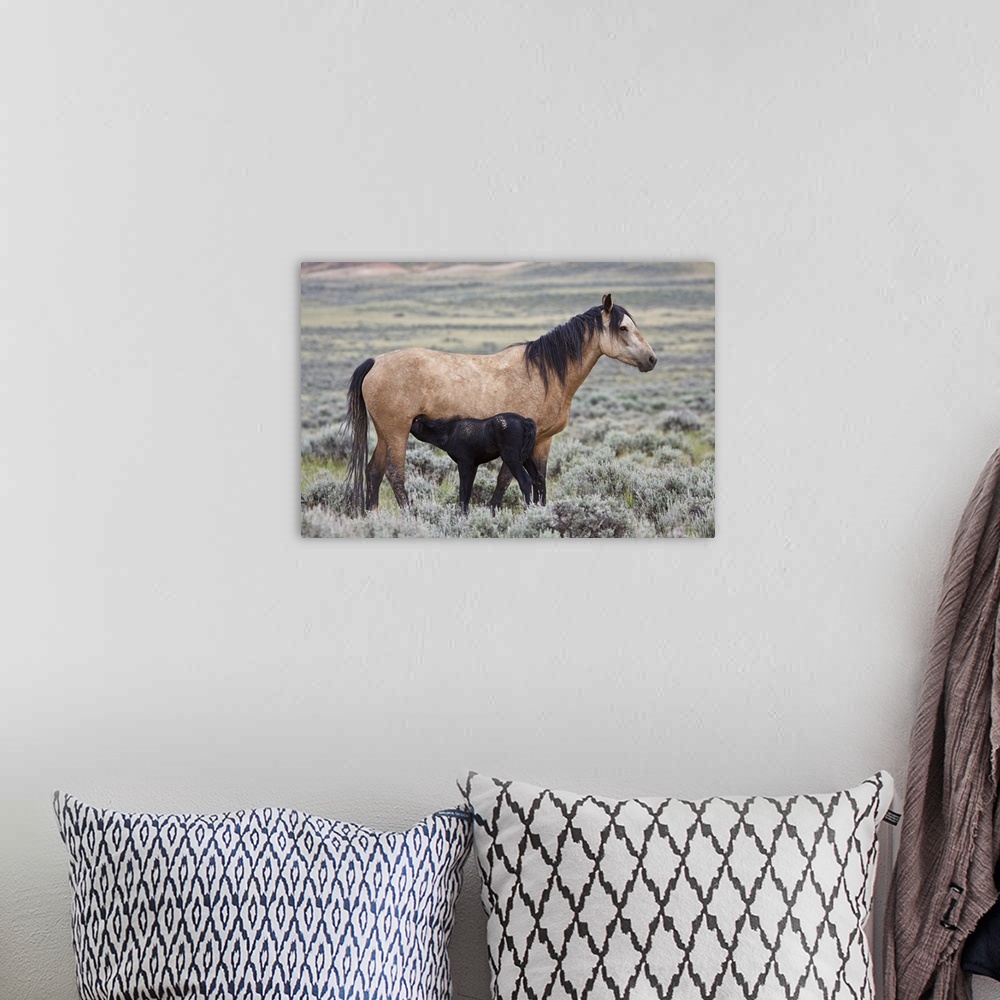 A bohemian room featuring Wild horse (Equus caballos) foal nursing with mother, Wyoming prairie, June.