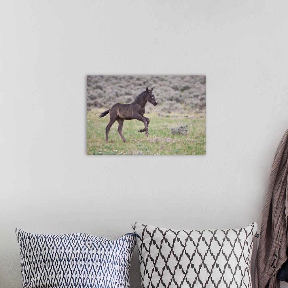 A bohemian room featuring Wild Horse (Equus caballos) foal playing, Wyoming prairie, June.