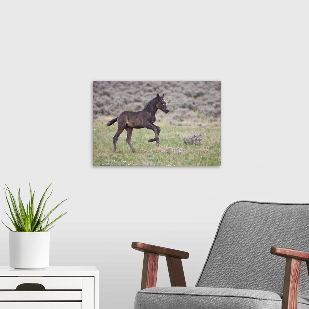 A modern room featuring Wild Horse (Equus caballos) foal playing, Wyoming prairie, June.