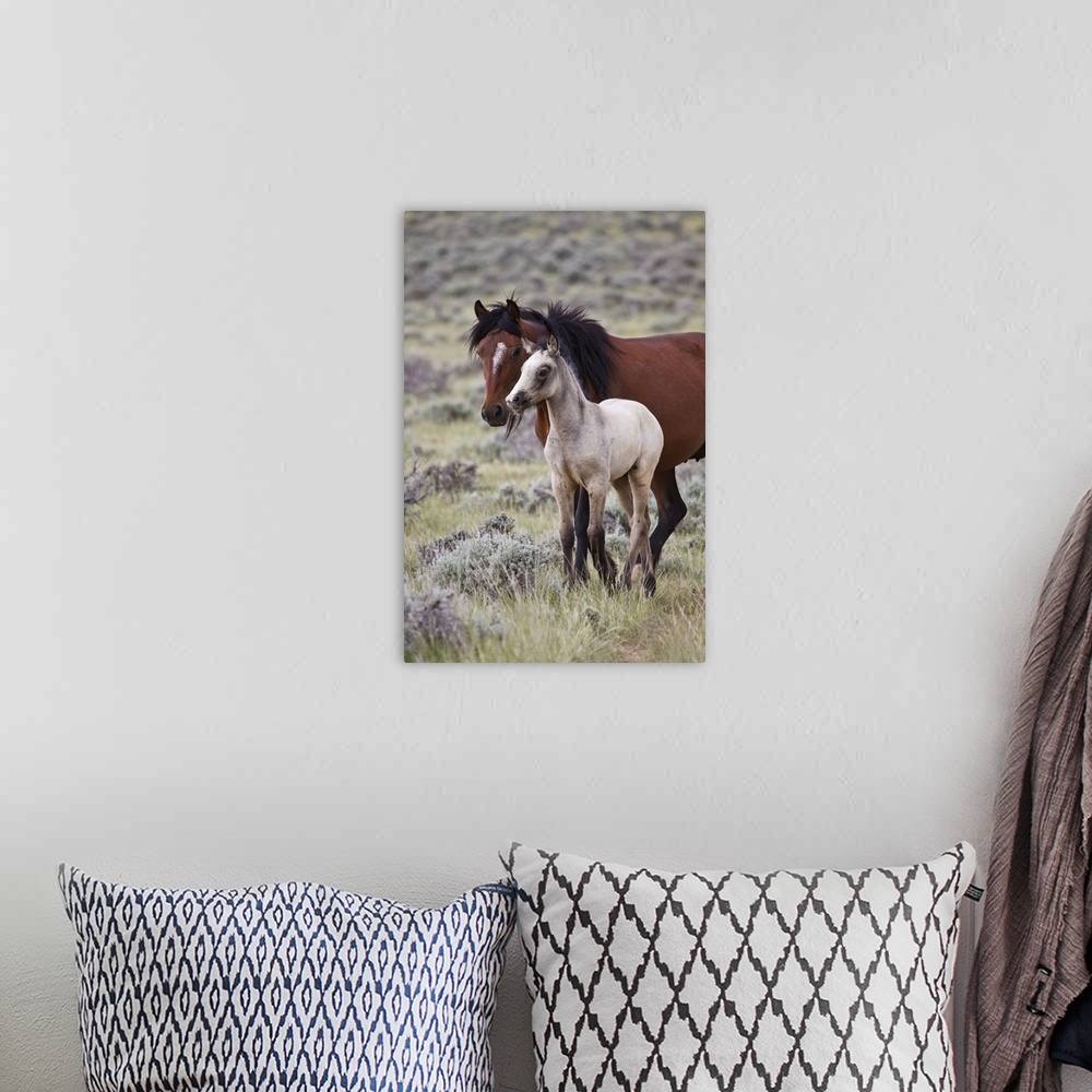 A bohemian room featuring Wild horse (Equus caballos) foal with mother, Wyoming prairie, June.