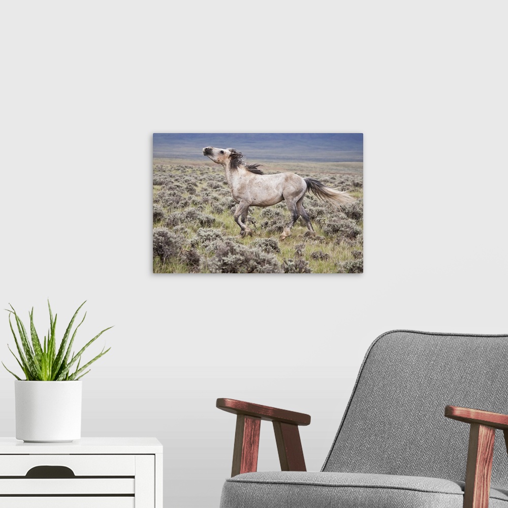 A modern room featuring Wild Horse (Equus caballos) male scenting females, Wyoming, USA, June.