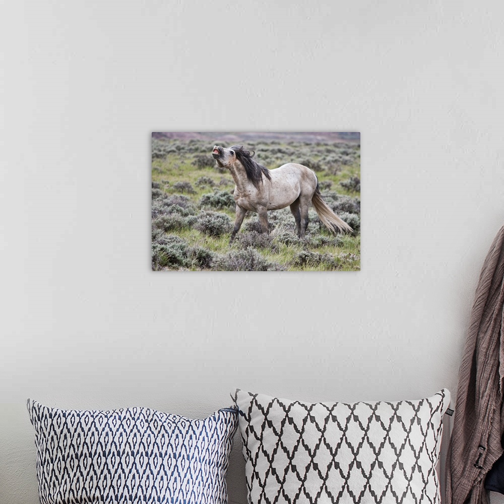 A bohemian room featuring Wild Horse (Equus caballos) male scenting females, Wyoming, USA, June.