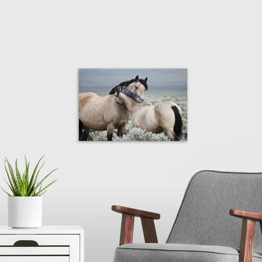 A modern room featuring Wild horses (Equus caballos) mare greeting last year's colt, Wyoming, USA, June.