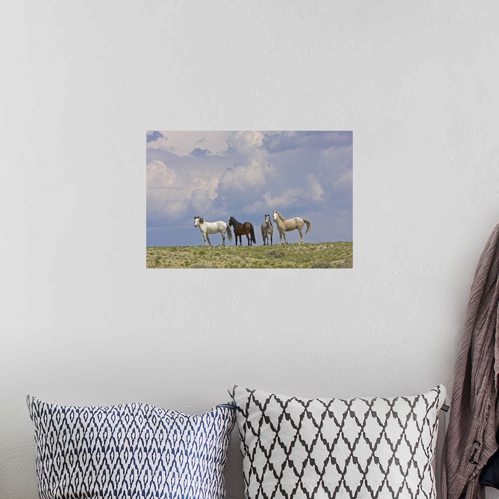 A bohemian room featuring USA, Wyoming, Carbon County. Wild horses and building storm clouds.