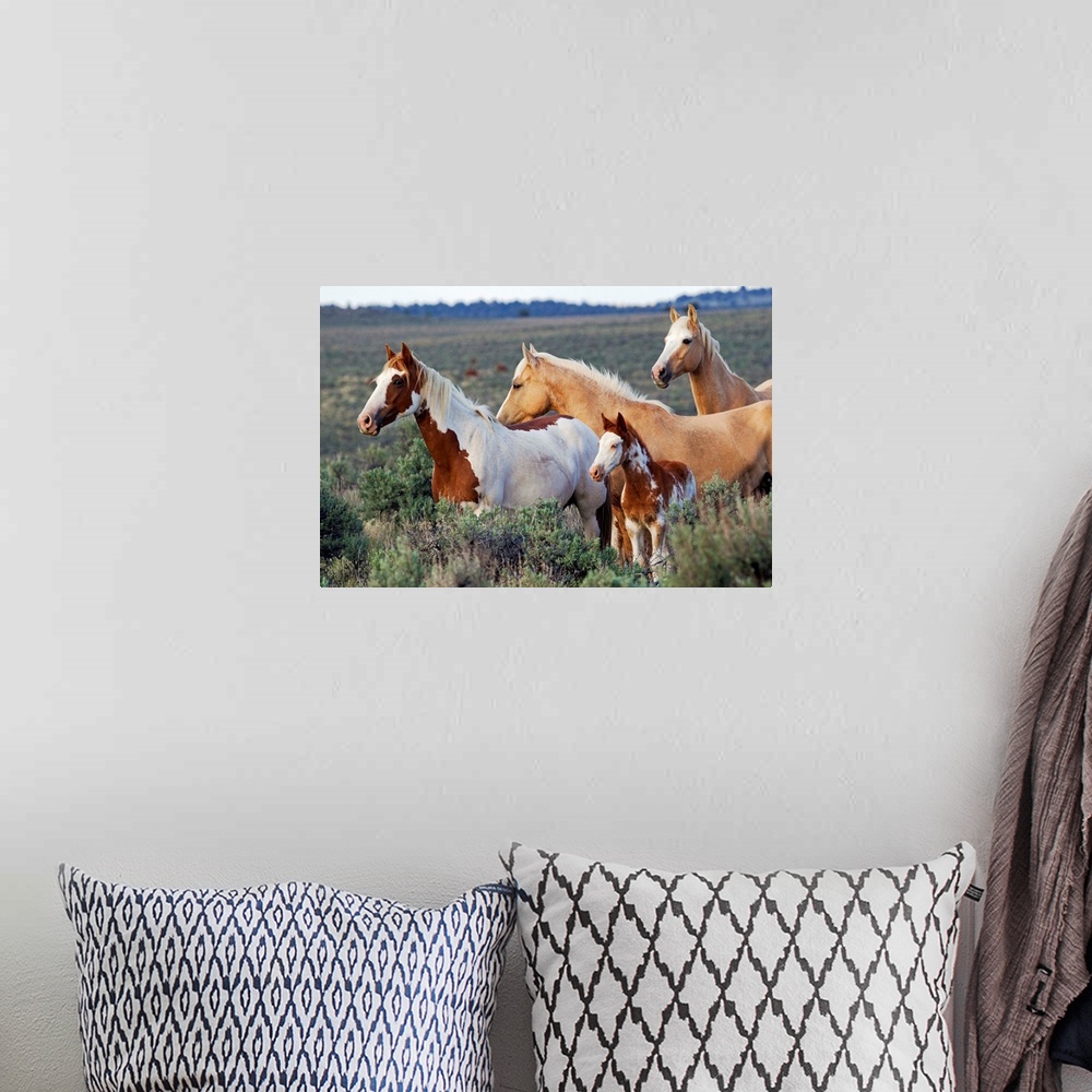 A bohemian room featuring Wild Horses; Mustangs