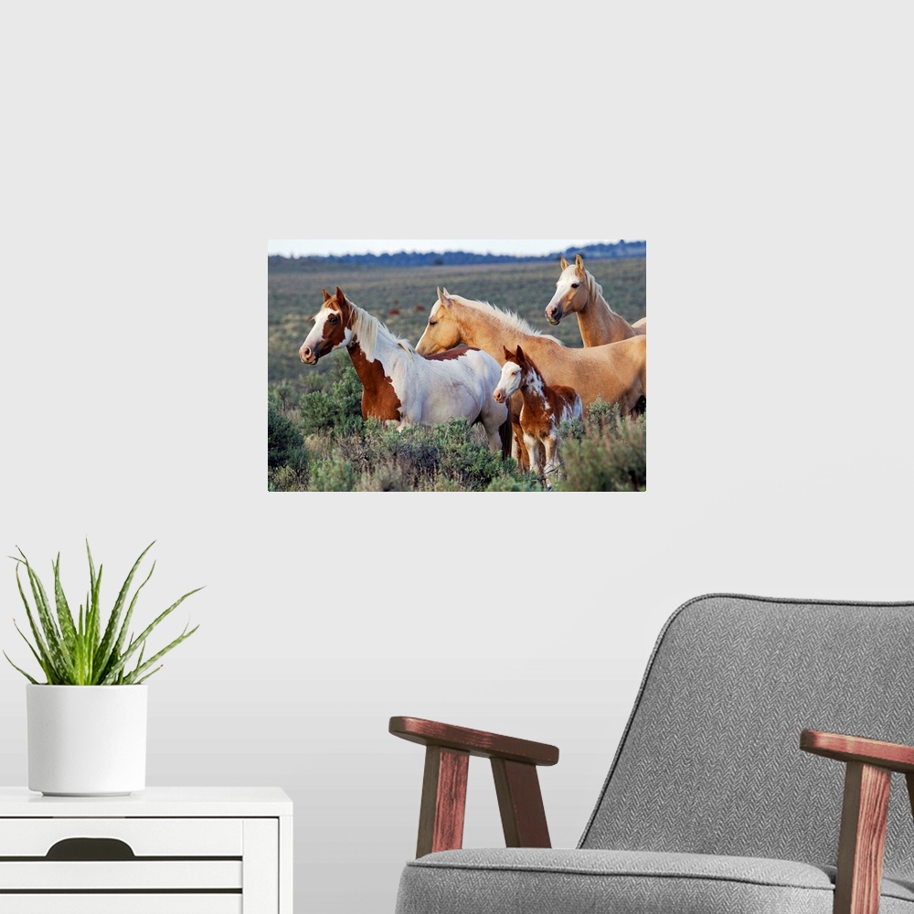 A modern room featuring Wild Horses; Mustangs