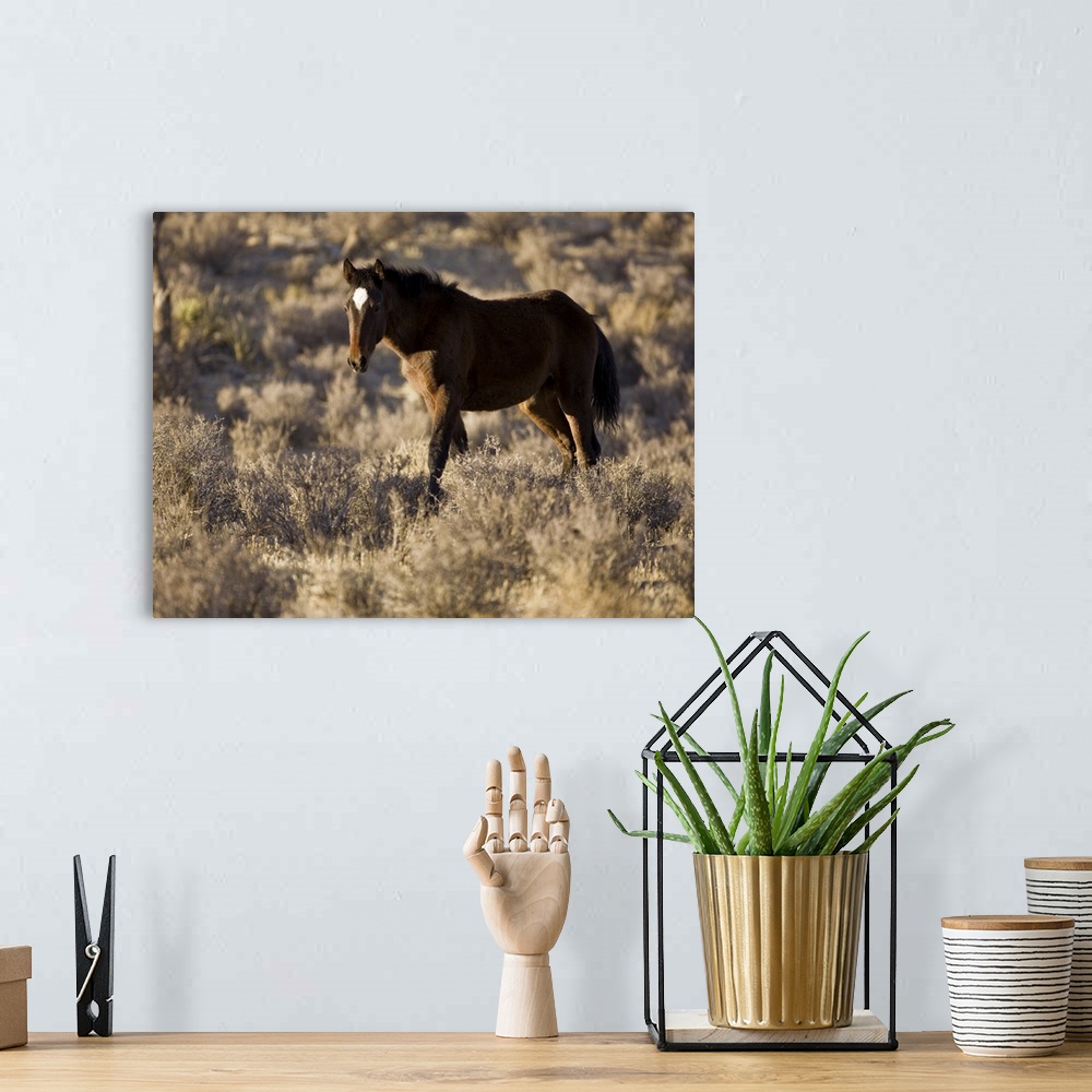 A bohemian room featuring Wild Mustang, Wheeler Peak herd, Cold Creek Road, Spring Mountain range,  Nevada