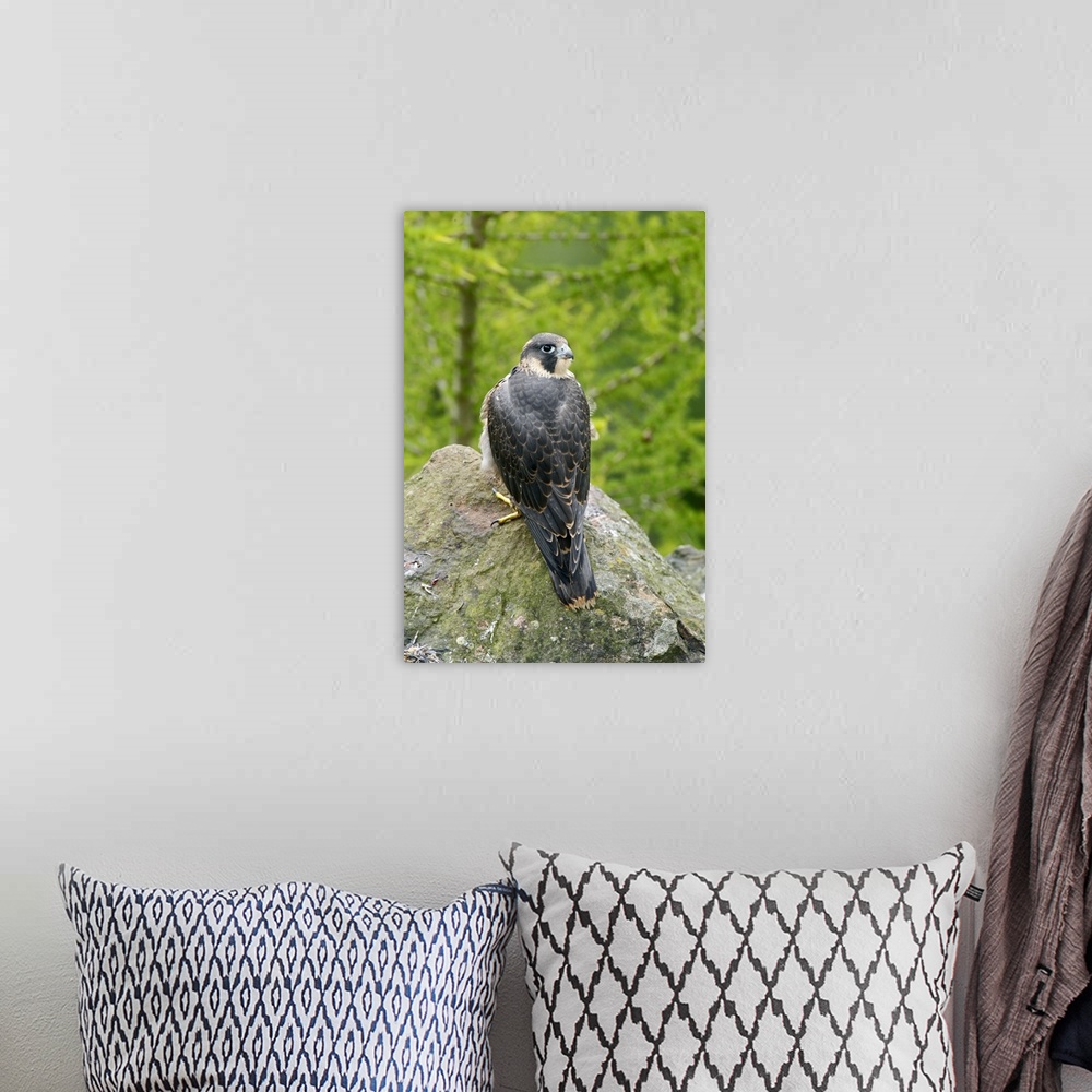 A bohemian room featuring Wild Peregrine Falcon (Falco peregrinus) standing on rock after eating a pigeon.