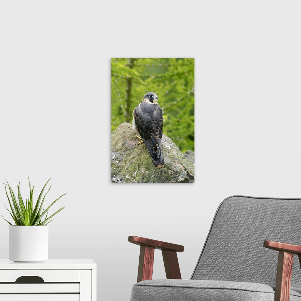 A modern room featuring Wild Peregrine Falcon (Falco peregrinus) standing on rock after eating a pigeon.