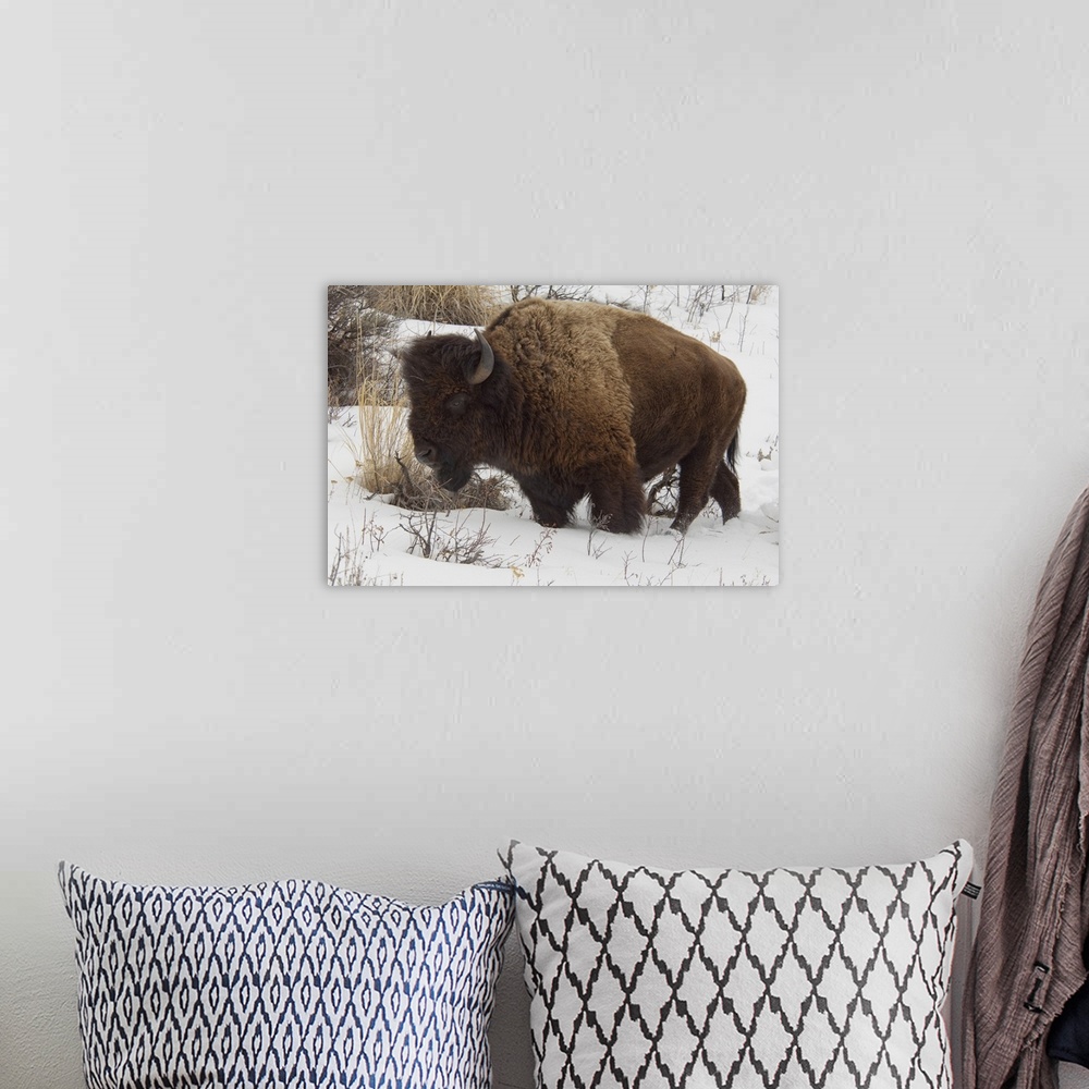 A bohemian room featuring USA, Wyoming. Yellowstone National Park. Wild Yellowstone Bison (male) in winter.