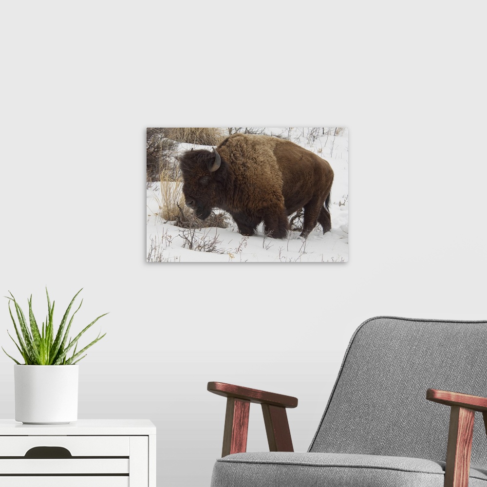 A modern room featuring USA, Wyoming. Yellowstone National Park. Wild Yellowstone Bison (male) in winter.