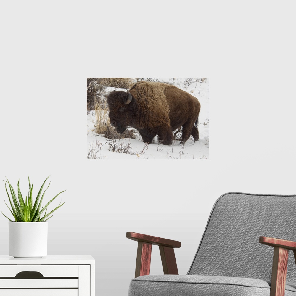 A modern room featuring USA, Wyoming. Yellowstone National Park. Wild Yellowstone Bison (male) in winter.