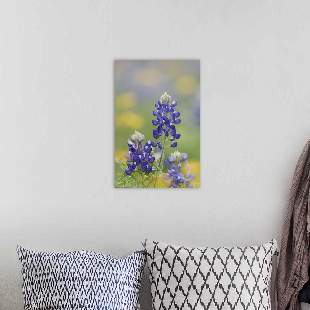 A bohemian room featuring Wildflower field with Texas Bluebonnet (Lupinus texensis), Comal County, Hill Country, Texas, USA...
