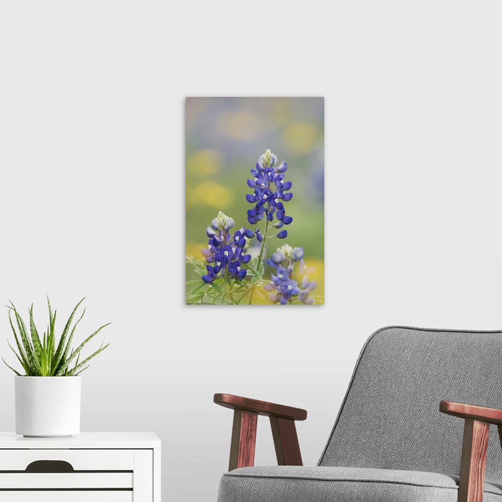 A modern room featuring Wildflower field with Texas Bluebonnet (Lupinus texensis), Comal County, Hill Country, Texas, USA...