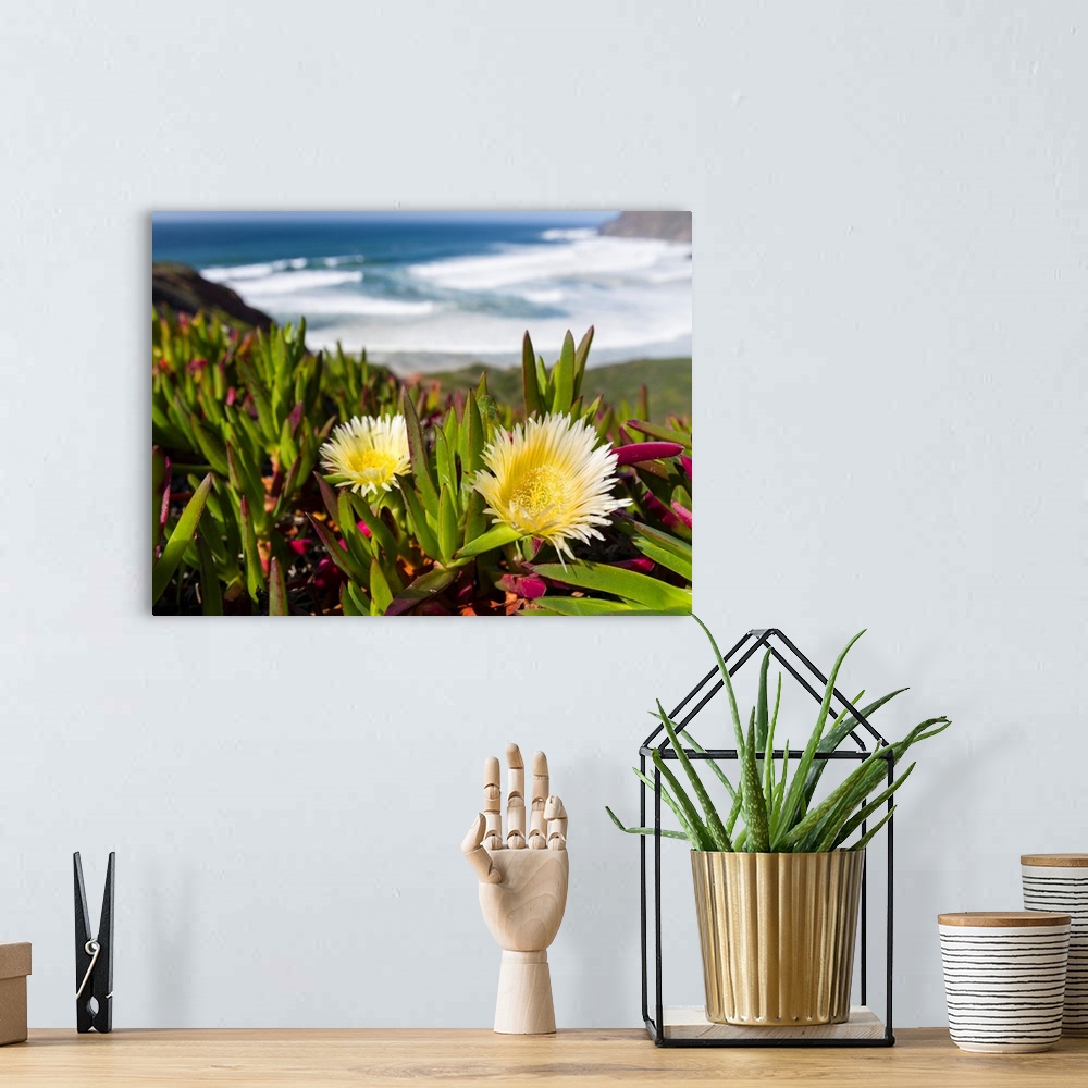 A bohemian room featuring Ice plant or Hottentot-fig, highway ice pant, pigface (Carpobrotus edulis) at the Costa Vicentina...