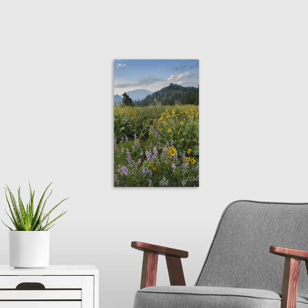 A modern room featuring Wildflowers at sunrise along Lassen Peak Road, Lassen Volcanic National Park, Mount Lassen, Calif...