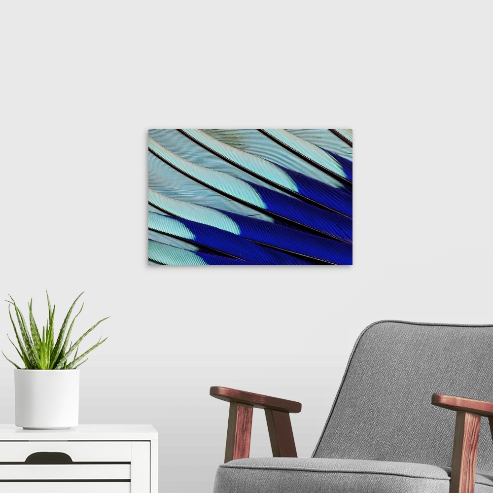 A modern room featuring Wing feathers of Blue-bellied Roller.
