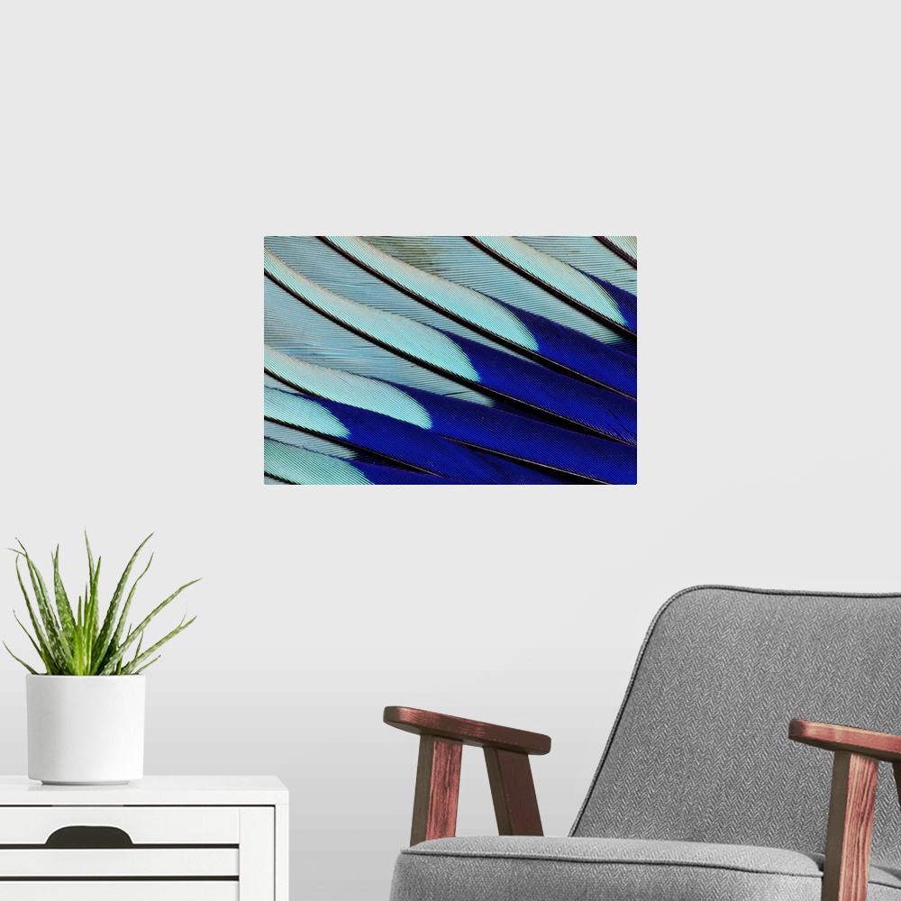A modern room featuring Wing feathers of Blue-bellied Roller.