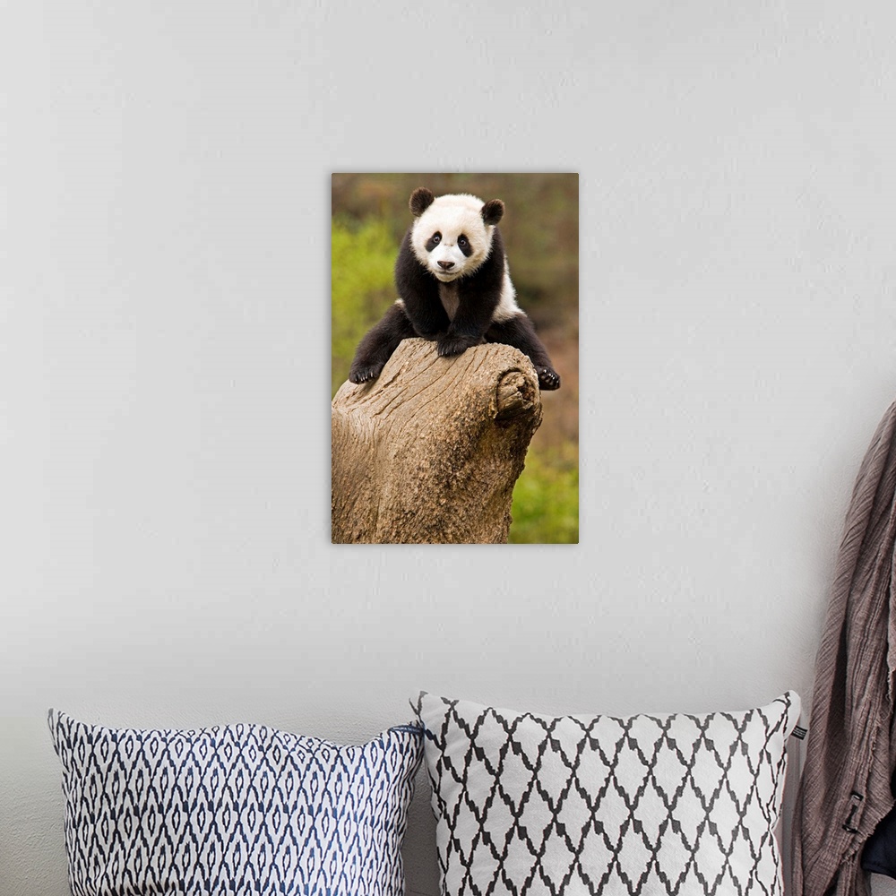 A bohemian room featuring Wolong Panda Reserve, China, Baby Panda on top of tree stump.