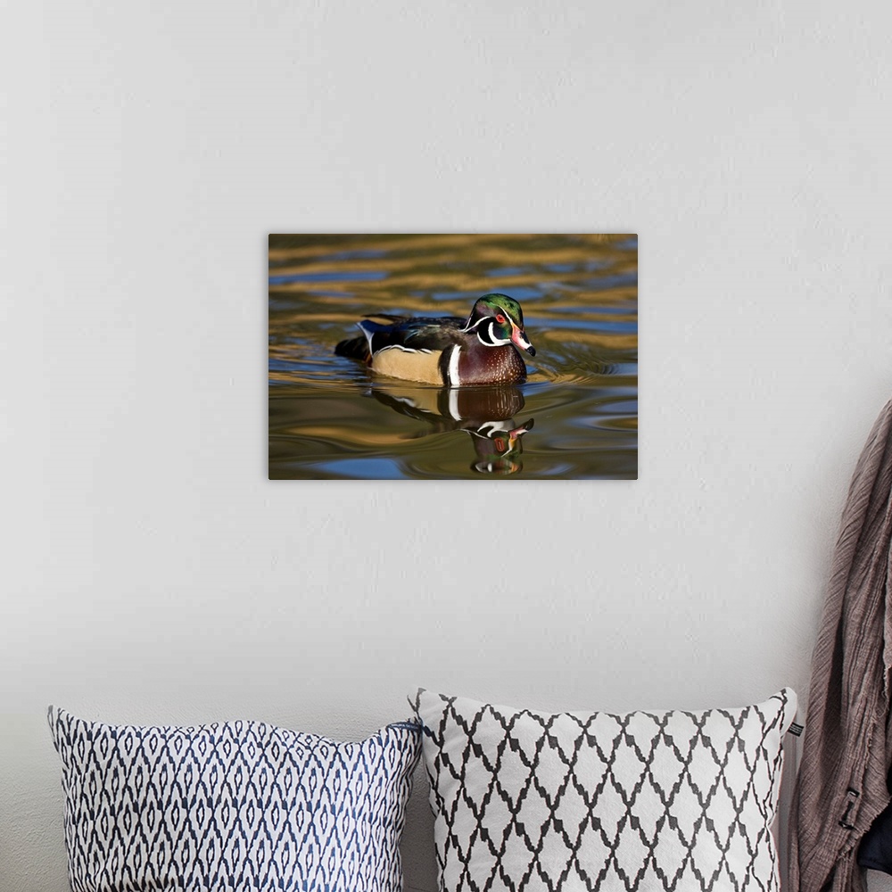 A bohemian room featuring Wood Duck.Aix sponsa.Santee Lakes, Southern California