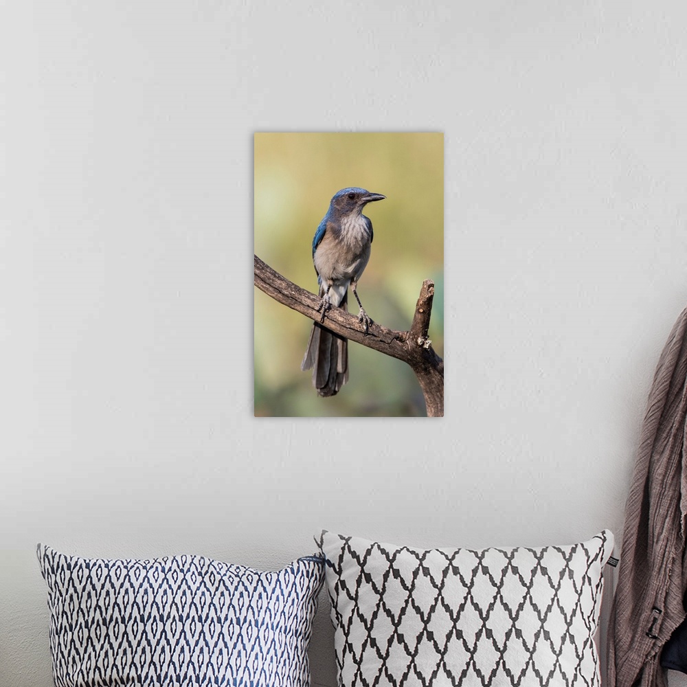 A bohemian room featuring Woodhouses Scrub Jay (Aphelocoma woodhouseii) perched