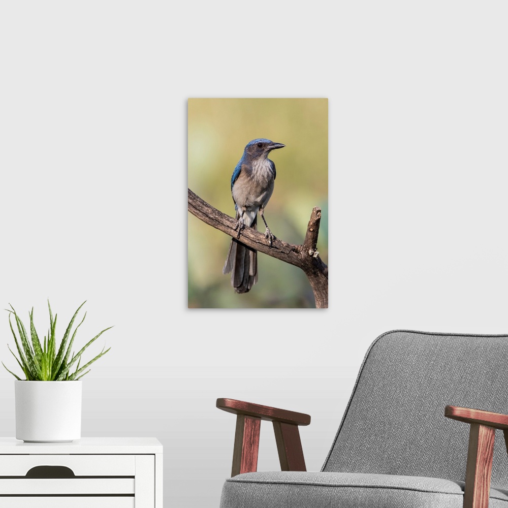 A modern room featuring Woodhouses Scrub Jay (Aphelocoma woodhouseii) perched