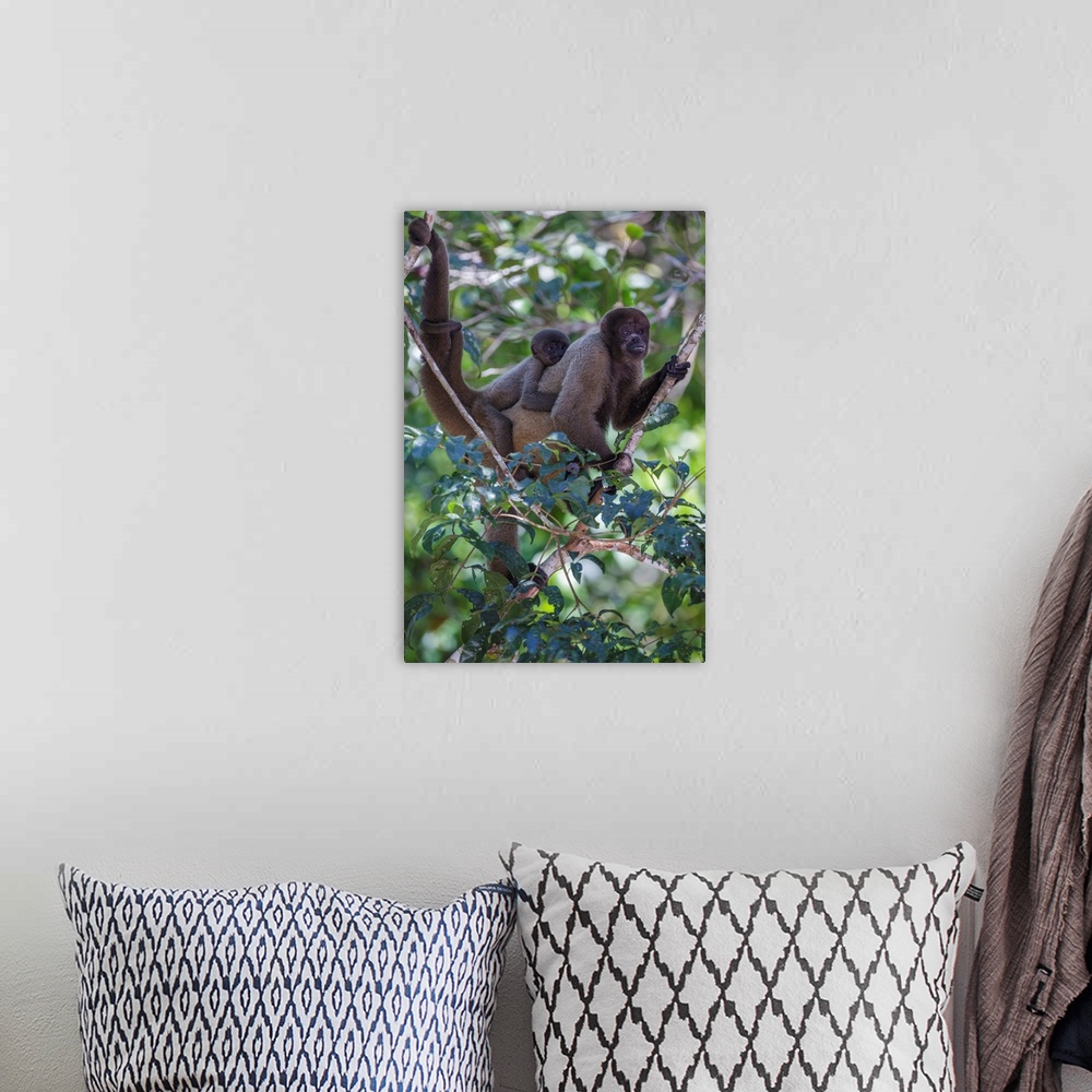 A bohemian room featuring Woolly monkeys, Amazonas, Brazil.