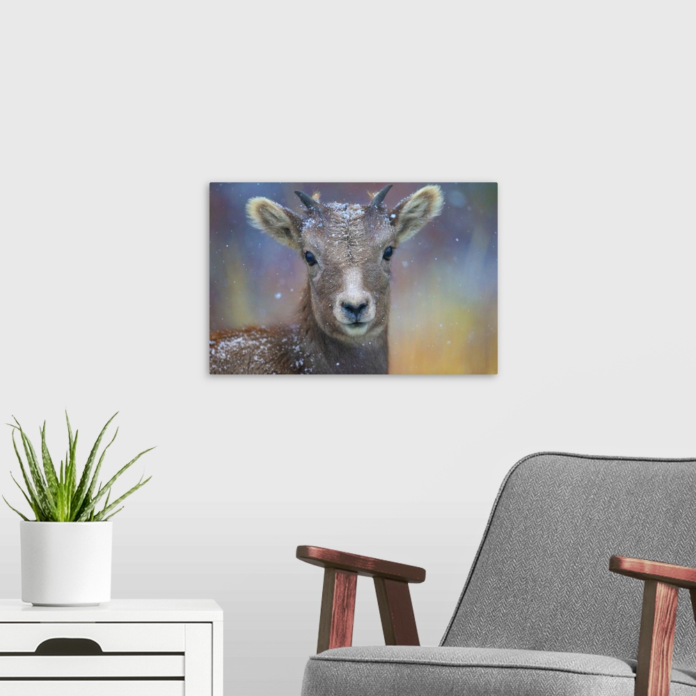 A modern room featuring Wyoming, A Young Mountain Goat's First Snow