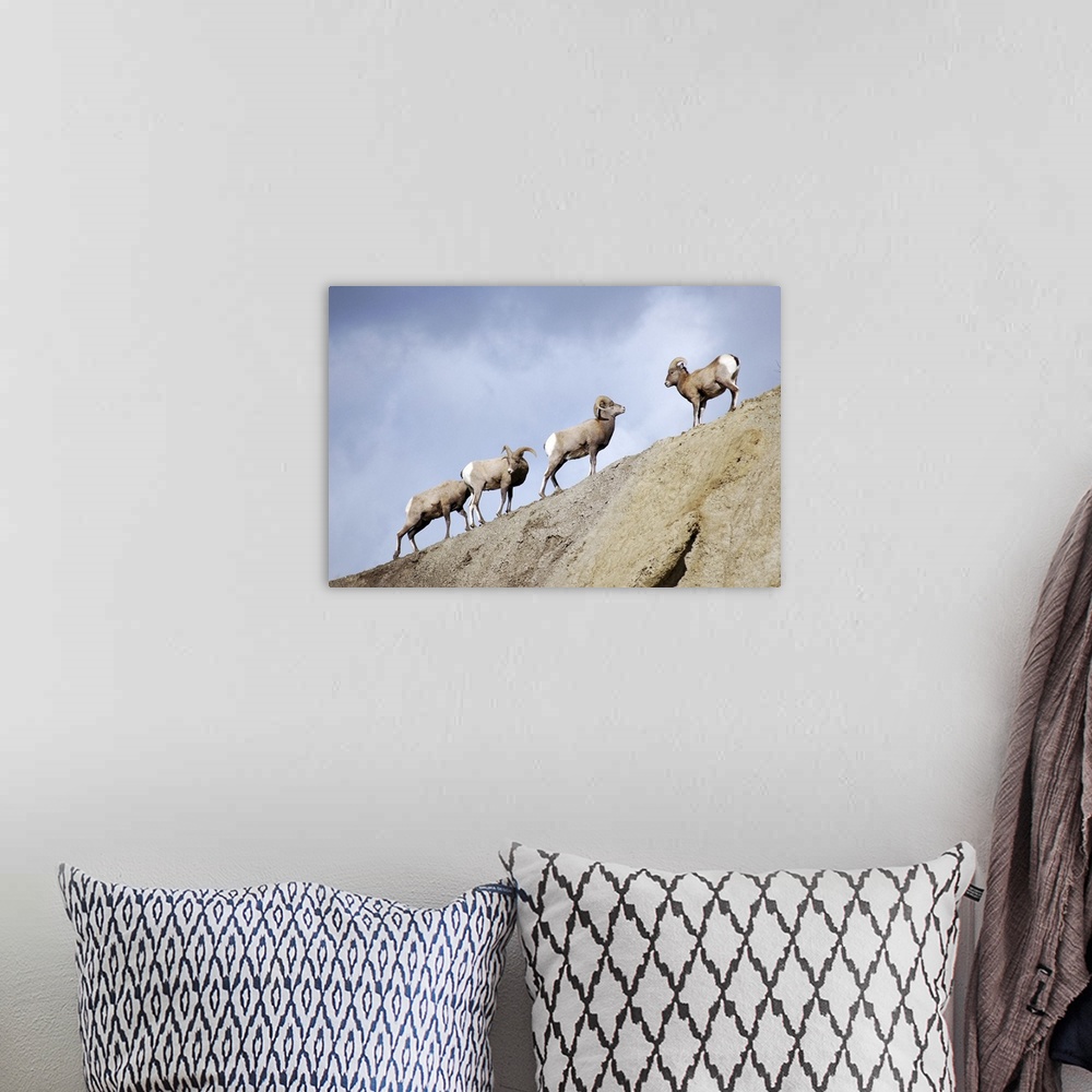 A bohemian room featuring Wyoming, Bighorn sheep in Yellowstone National Park.