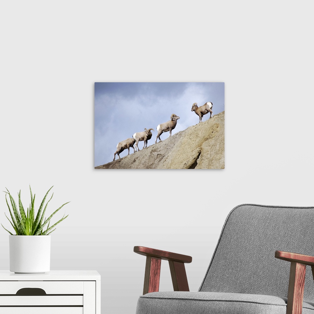 A modern room featuring Wyoming, Bighorn sheep in Yellowstone National Park.