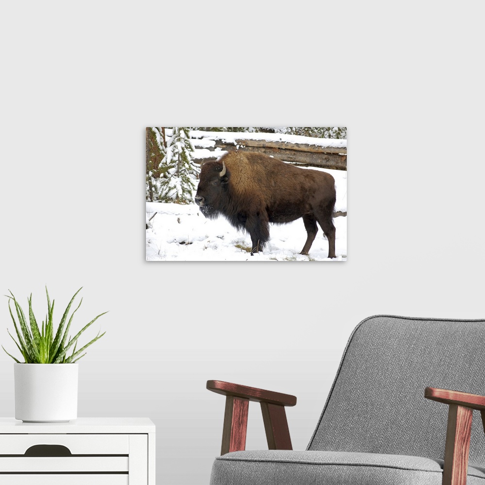 A modern room featuring Wyoming, Bison in Yellowstone National Park.