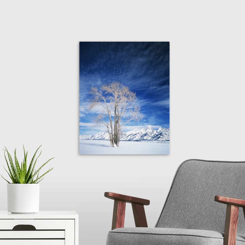 A modern room featuring USA, Wyoming, Cottonwood tree in winter.