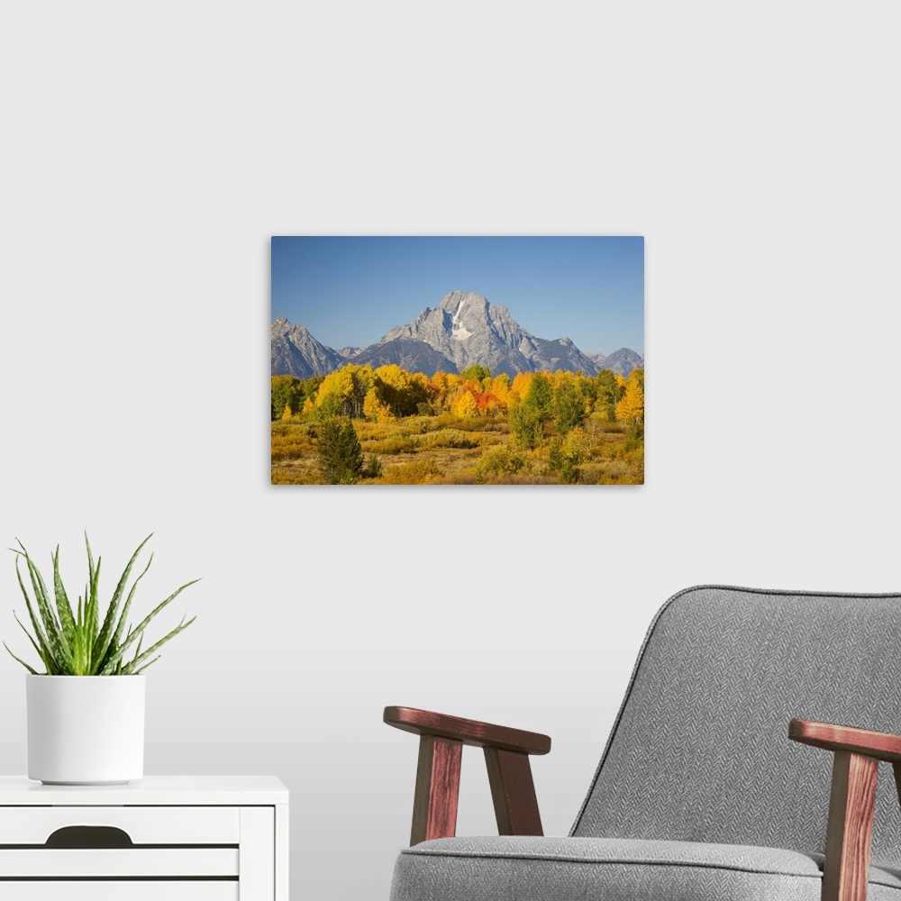 A modern room featuring Wyoming, Grand Teton National Park, Aspen Trees with Mount Moran.
